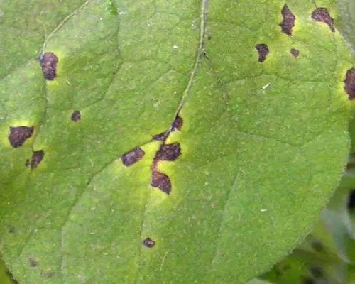 茄子黑枯病,进口水溶肥价格