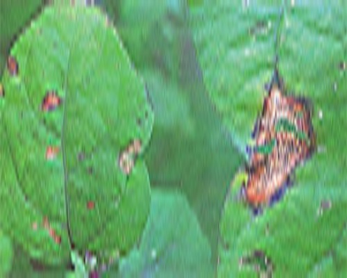 茄子褐纹病,大量元素水溶肥