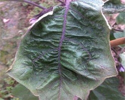茄子病毒病,有机水溶肥 茄子病毒病,有机水溶肥