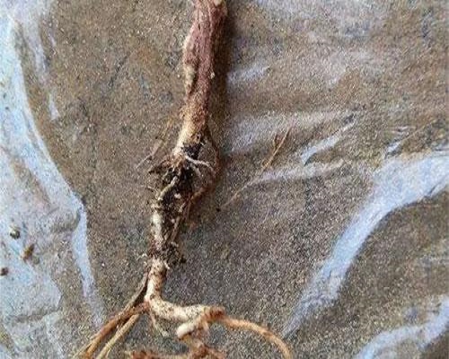 豇豆根腐病,水溶肥批发厂家 豇豆根腐病,水溶肥批发厂家