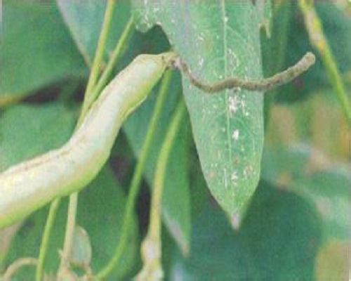 豇豆灰霉病,微生物菌剂