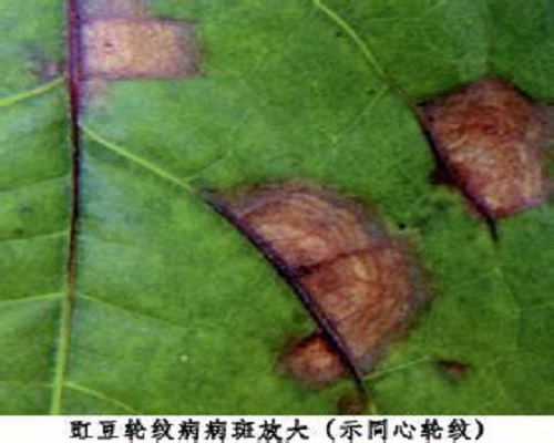 豇豆轮纹病,什么冲施肥最好