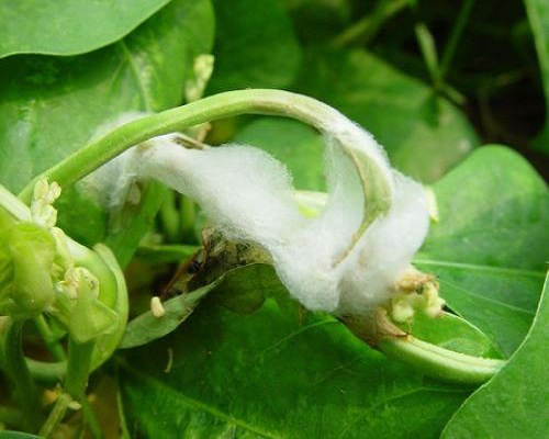 豇豆菌核病,水溶肥的价格
