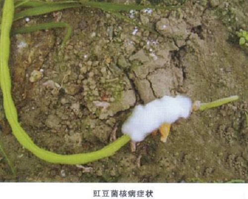 豇豆菌核病,水溶肥批发市场价格
