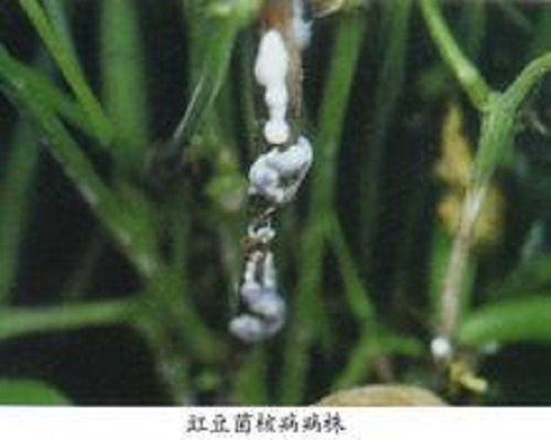 豇豆菌核病,冲施肥怎么用 豇豆菌核病,冲施肥怎么用
