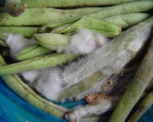 豇豆白娟病,怎样使用叶面肥