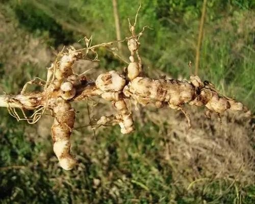 豇豆根结线虫病,有机冲施肥