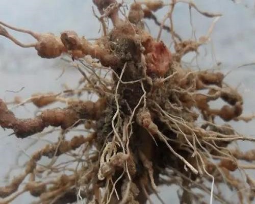 豇豆根结线虫病,大量元素水溶肥料厂家