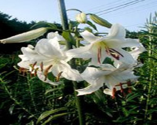 百合炭疽病,水溶肥批发