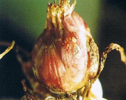 百合细菌性软腐病,水溶肥十大名牌