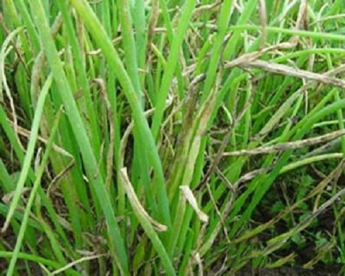 葱疫病,水溶肥料 葱疫病,水溶肥料