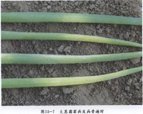 葱霜霉病,大量元素水溶肥 葱霜霉病,大量元素水溶肥