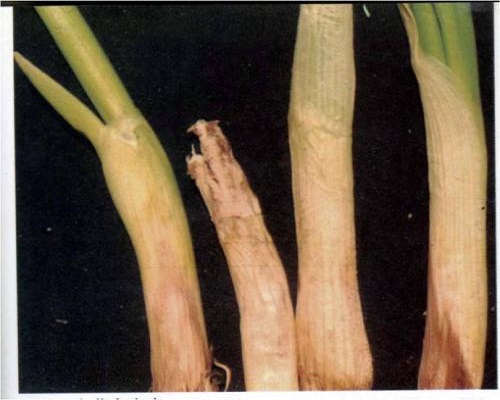 葱白腐病,大量元素水溶肥料 葱白腐病,大量元素水溶肥料