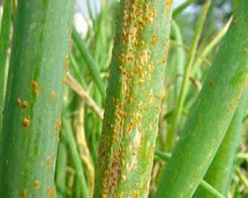 葱绣病,微生物菌剂水溶肥