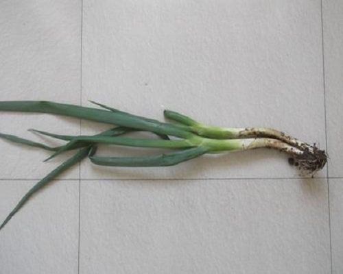 葱小菌核病,氨基酸水溶性肥料