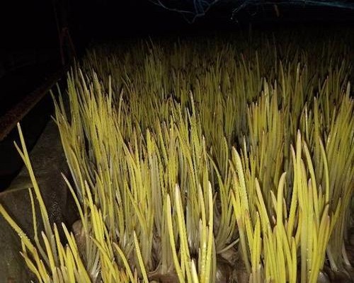葱黄矮病,叶面施肥 葱黄矮病,叶面施肥