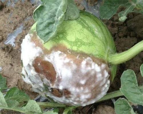 西瓜疫病,水溶肥料厂家