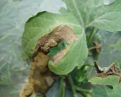 西瓜蔓枯病,大量元素水溶肥料标准 西瓜蔓枯病,大量元素水溶肥料标准