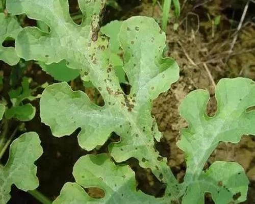 西瓜细菌性角斑病,大量元素水溶肥料100强 西瓜细菌性角斑病,大量元素水溶肥料100强