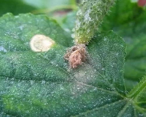 西瓜细菌性软腐病,冲施肥生产 西瓜细菌性软腐病,冲施肥生产