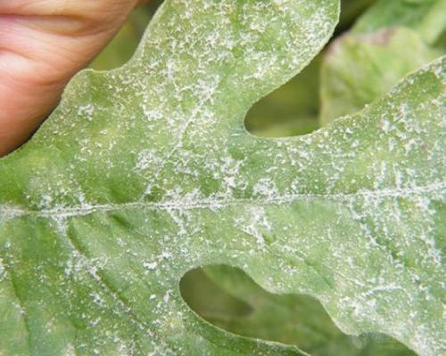 西瓜立枯病,大量元素水溶肥标准 西瓜立枯病,大量元素水溶肥标准