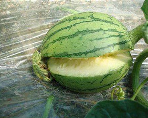 西瓜裂果,冲施肥价格	