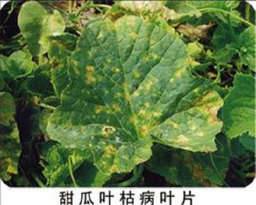 甜瓜叶枯病,有机水溶肥