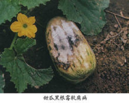 甜瓜棉腐病,有机水溶肥