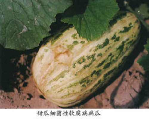 甜瓜棉腐病,水溶肥生产厂家 甜瓜棉腐病,水溶肥生产厂家