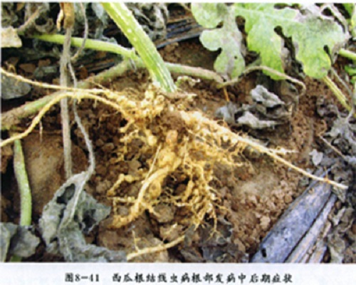 甜瓜根结线虫病,进口冲施肥