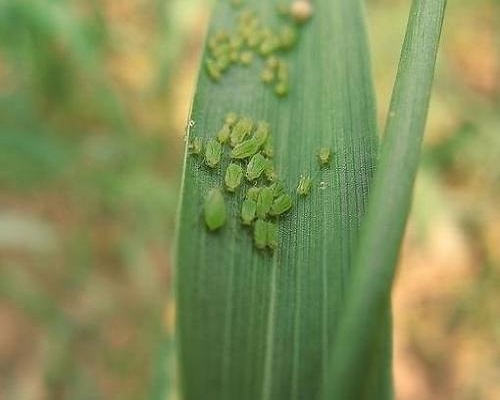 小麦蚜虫,氨基酸叶面肥