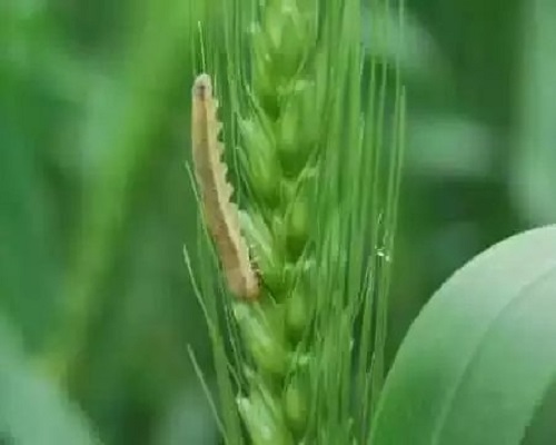 小麦叶蜂,水溶肥