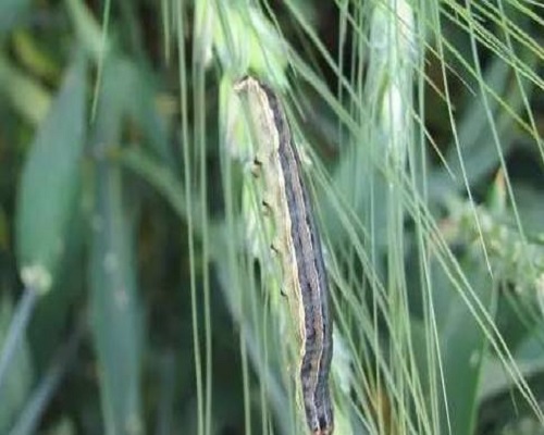 小麦黏虫,腐植酸水溶肥料批发