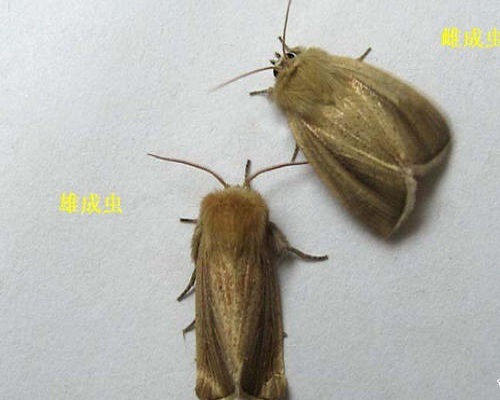稻大螟,冲施肥价格