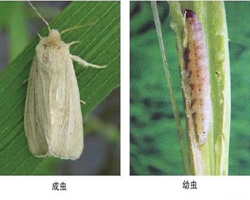 稻大螟,国产最好的水溶肥牌子