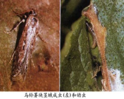 马铃薯块茎蛾,冲施肥价格