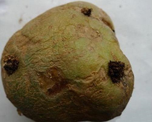 马铃薯块茎蛾,大量元素水溶肥 马铃薯块茎蛾,大量元素水溶肥
