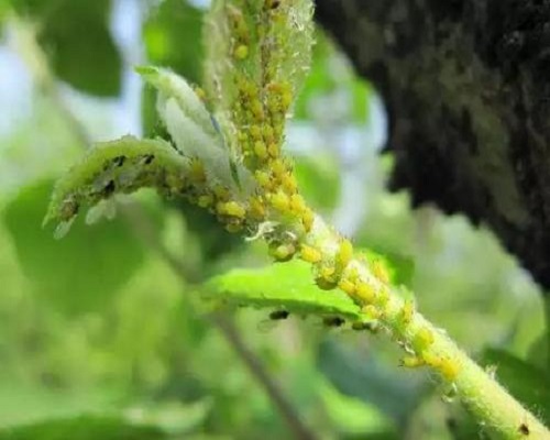 苹果绵蚜,国产最好的水溶肥牌子