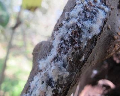 苹果绵蚜,大量元素水溶肥