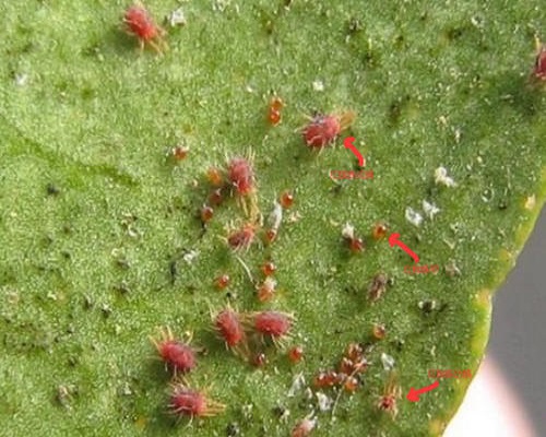 苹果红蜘蛛,水溶肥生产厂家