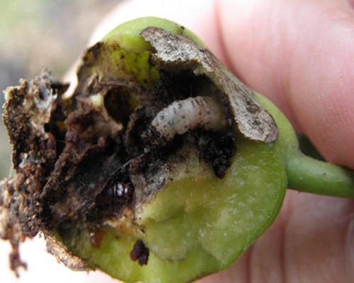 梨小食心虫,水溶肥价格
