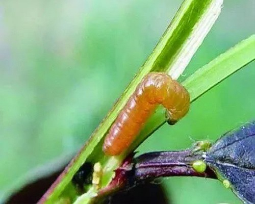 梨小食心虫,大量元素水溶肥