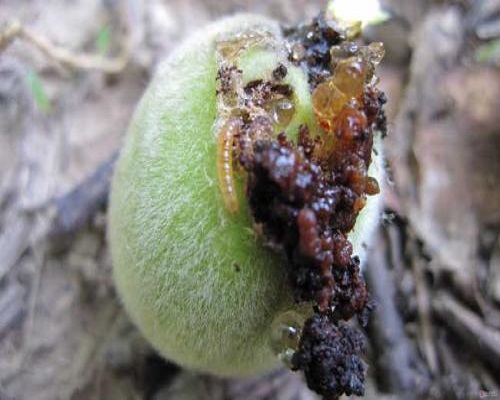 梨大食心虫,大量元素水溶肥