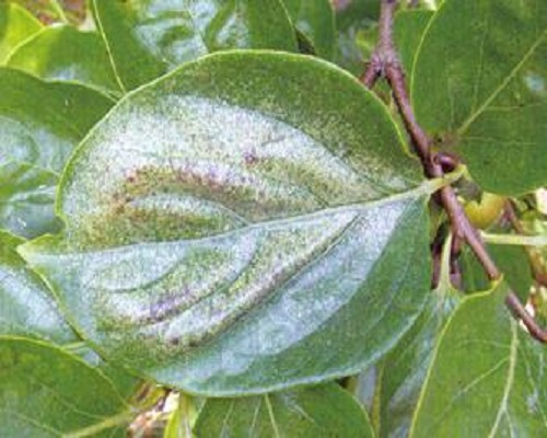 梨网蝽,蔬菜冲施肥 梨网蝽,蔬菜冲施肥