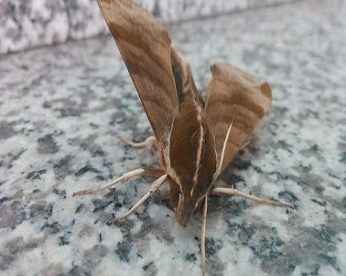 葡萄天蛾,水溶肥厂家