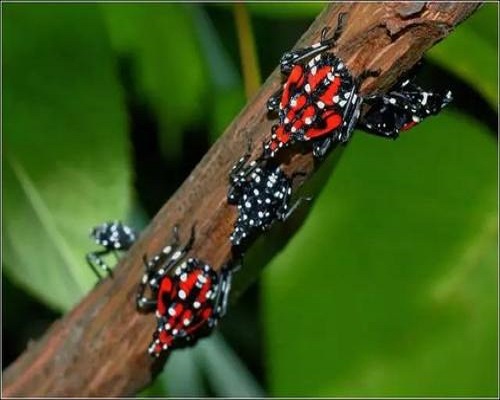 葡萄斑衣蜡蝉,微生物菌剂水溶肥