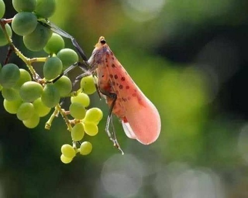 葡萄斑衣蜡蝉,水溶肥生产厂家