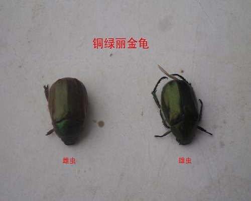 葡萄铜绿金龟子,氨基酸叶面肥