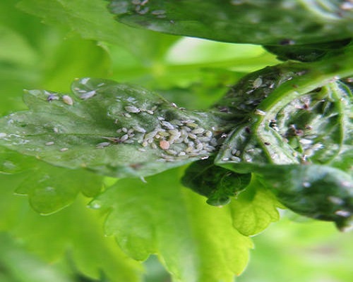草莓蚜虫,大量元素水溶肥