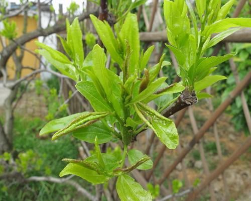 枣瘿蚊,氨基酸叶面肥